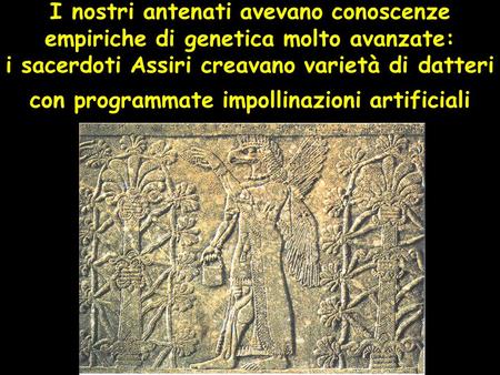 I nostri antenati avevano conoscenze empiriche di genetica molto avanzate: i sacerdoti Assiri creavano varietà di datteri con programmate impollinazioni.