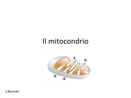 Il mitocondrio S.Beninati.