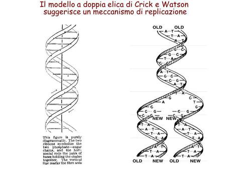 Il modello a doppia elica di Crick e Watson suggerisce un meccanismo di replicazione.