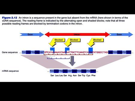 L’ordine degli esoni è lo stesso nel genoma e  negli mRNA