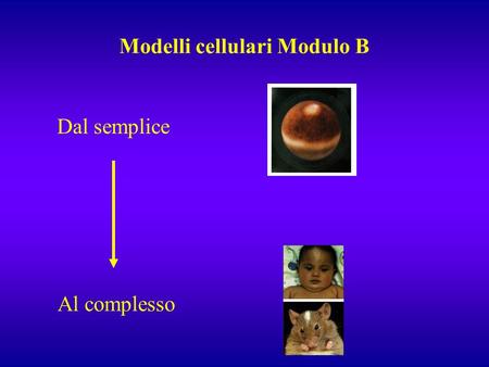 Modelli cellulari Modulo B