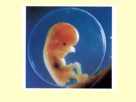 La questione degli embrioni crioconservati all'interno del processo di procreazione medicalmente assistita. Introduzione alle problematiche etiche. Lo.