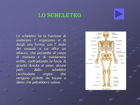 LO SCHELETRO Lo scheletro ha la funzione di sostenere l’ organismo e di dargli una forma; con l’ aiuto dei muscoli a cui offre un attacco, che permette.