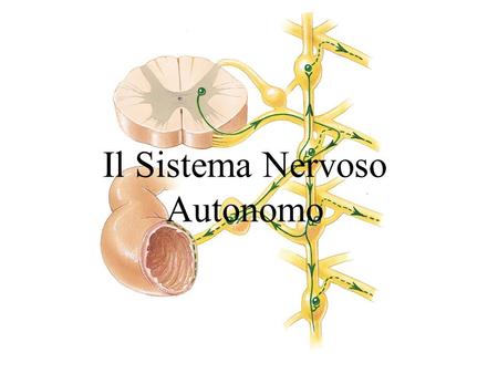 Il Sistema Nervoso Autonomo