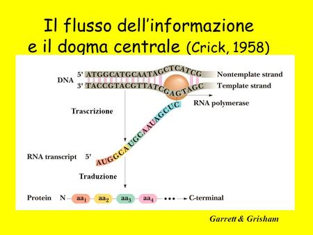 Il flusso dell’informazione e il dogma centrale (Crick, 1958)