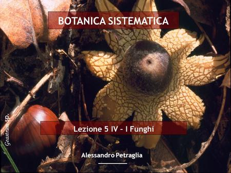 BOTANICA SISTEMATICA Lezione 5 IV – I Funghi Geastrum sp.