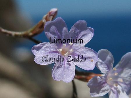 Limonium Claudia Zedda.