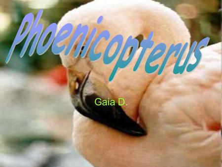 Phoenicopterus Gaia D..