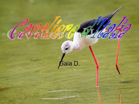 Gaia D. Nome scientifico:Himantopus himantopus Nome sardo : Tzurrullinu, tzurrulliu Nome inglese: Black-winged Stilt Classe:Aves Ordine:Charadriiformes.