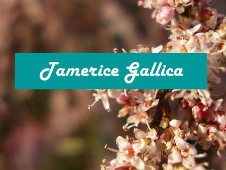 Tamerice Gallica.