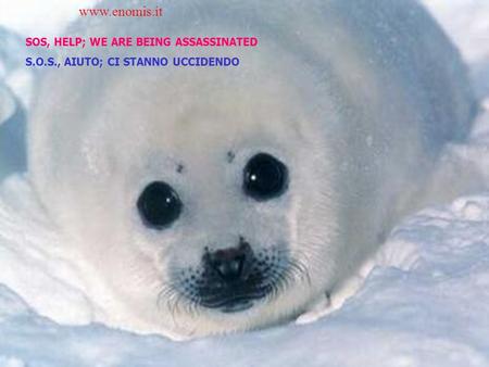 SOS, HELP; WE ARE BEING ASSASSINATED S.O.S., AIUTO; CI STANNO UCCIDENDO www.enomis.it.