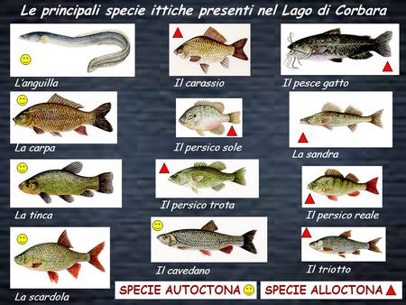Le principali specie ittiche presenti nel Lago di Corbara