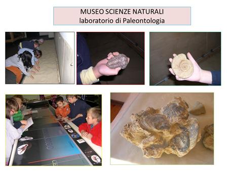 MUSEO SCIENZE NATURALI laboratorio di Paleontologia