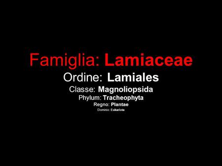 Famiglia: Lamiaceae Ordine: Lamiales Classe: Magnoliopsida Phylum: Tracheophyta Regno: Plantae Dominio: Eukariota.