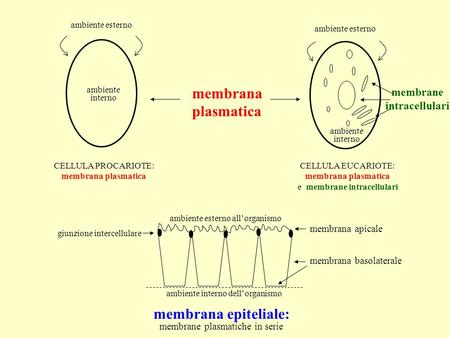 Membrana plasmatica ambiente interno ambiente esterno ambiente interno membrane intracellulari CELLULA PROCARIOTE: membrana plasmatica CELLULA EUCARIOTE: