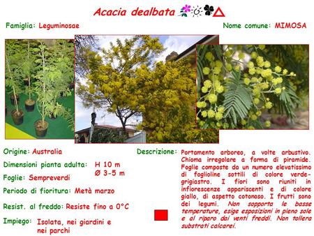 Acacia dealbata Famiglia: Leguminosae Nome comune: MIMOSA Origine: