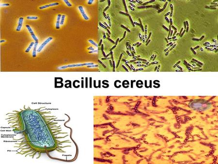 Bacillus cereus.