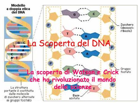 La Scoperta del DNA La scoperta di Watson e Crick che ha rivoluzionato il mondo delle scienze.