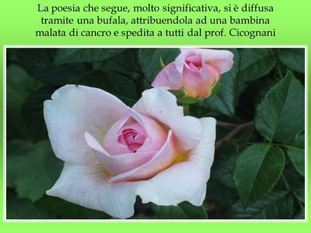 La poesia che segue, molto significativa, si è diffusa tramite una bufala, attribuendola ad una bambina malata di cancro e spedita a tutti dal prof. Cicognani.