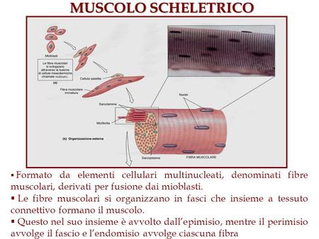 MUSCOLO SCHELETRICO Formato da elementi cellulari multinucleati, denominati fibre muscolari, derivati per fusione dai mioblasti. Le fibre muscolari si.