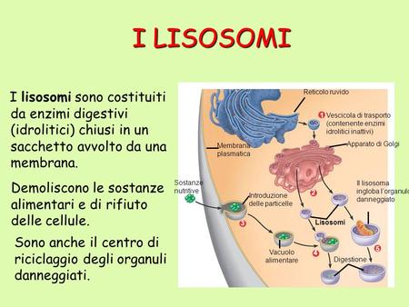 I LISOSOMI Apparato di Golgi Membrana plasmatica Sostanze nutritive