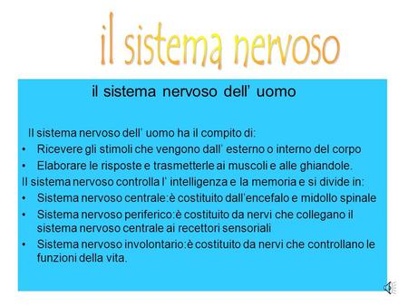 il sistema nervoso il sistema nervoso dell’ uomo