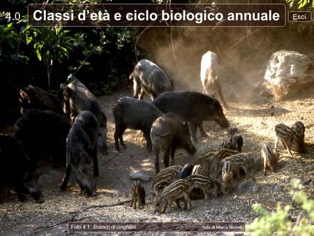 Classi d’età e ciclo biologico annuale