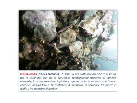 Ostrea edulis (ostrica comune) – Si fissa su substrati rocciosi ed è conosciuta per le carni gustose. Ha la conchiglia tondeggiante ricoperta di lamelle.