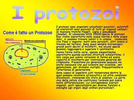 I protozoi I protozoi sono organismi unicellulari eucarioti, autotrofi od eterotrofi sono provvisti di tutti gli organuli cellulari. Si muovono tramite.