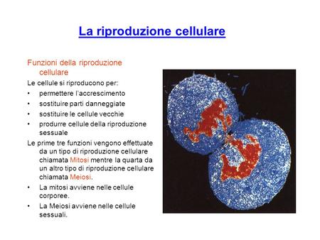 La riproduzione cellulare