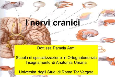 I nervi cranici Dott.ssa Pamela Armi