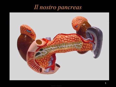 Il nostro pancreas Tratta da www.med.unifi.it.