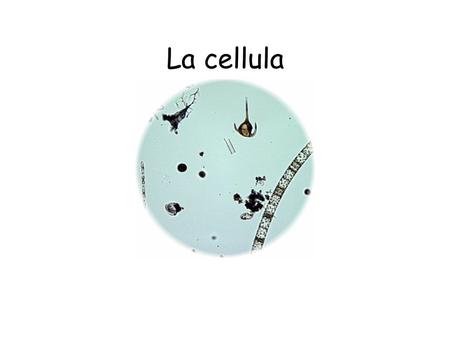 La cellula.