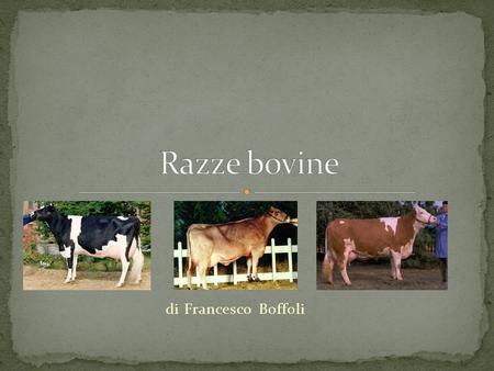Razze bovine di Francesco Boffoli.