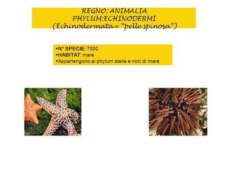 REGNO: ANIMALIA PHYLUM:ECHINODERMI (Echinodermata = “pelle spinosa”)