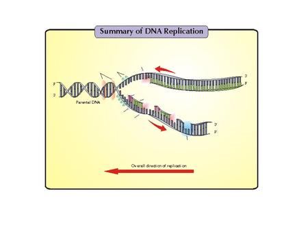 Il processo di replicazione del DNA viene definito REPLICAZIONE SEMICONSERVATIVA