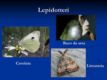 Lepidotteri Baco da seta Cavolaia Limantria.