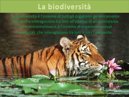La biodiversità La biodiversità è l’insieme di tutti gli organismi geneticamente diversi che interagiscono tra loro all’interno di un ecosistema. Un ecosistema.