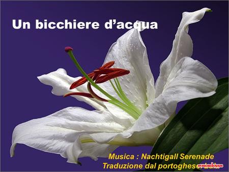 Musica : Nachtigall Serenade Traduzione dal portoghese: Lulu Un bicchiere dacqua.