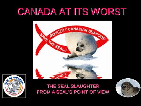 CANADA AT ITS WORST THE SEAL SLAUGHTER FROM A SEALS POINT OF VIEW.