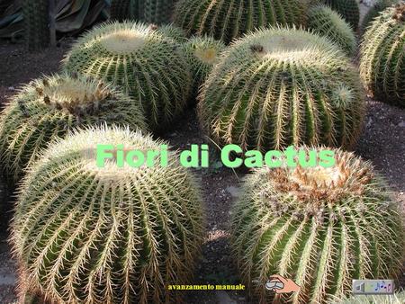 Fiori di Cactus avanzamento manuale.