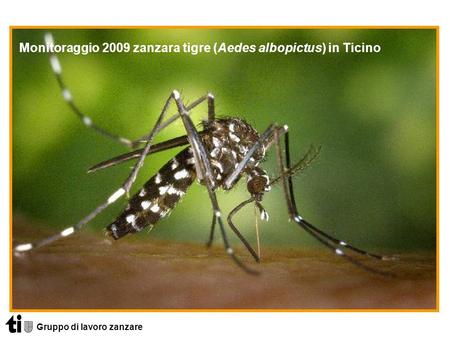 Monitoraggio 2009 zanzara tigre (Aedes albopictus) in Ticino