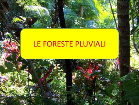 LE FORESTE PLUVIALI.