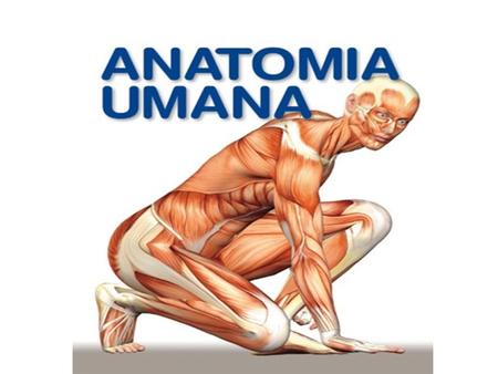 ANATOMIA L Anatomia è la scienza che studia la forma e la struttura degli organi La Fisiologia è la scienza che studia il funzionamento degli organi.