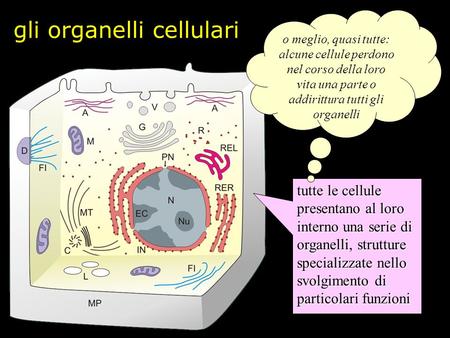 gli organelli cellulari