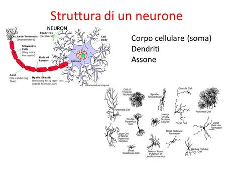 Struttura di un neurone