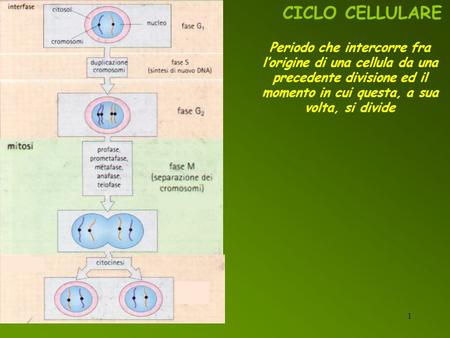 CICLO CELLULARE Periodo che intercorre fra l’origine di una cellula da una precedente divisione ed il momento in cui questa, a sua volta, si divide.