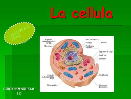 La cellula A cosa serve la cellula? Curto emanuela I d.