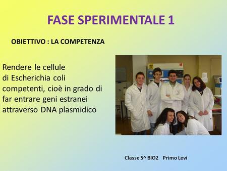 FASE SPERIMENTALE 1 Rendere le cellule di Escherichia coli