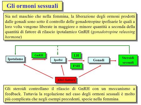 Gli ormoni sessuali Sia nel maschio che nella femmina, la liberazione degli ormoni prodotti dalle gonadi sono sotto il controllo delle gonadotropine ipofisarie.